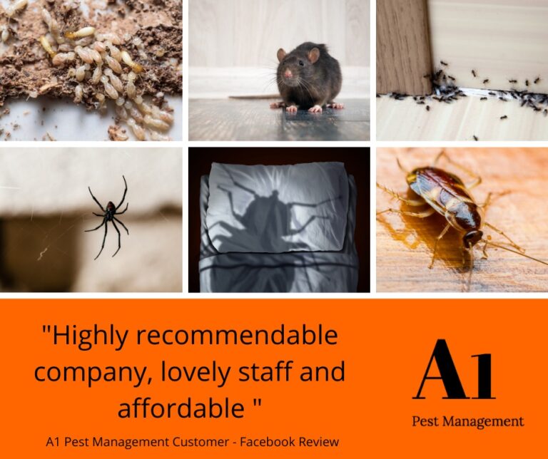 Pest control North Brisbane 768x644