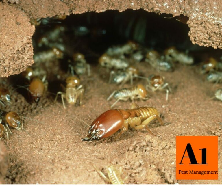 Termite Control 768x644