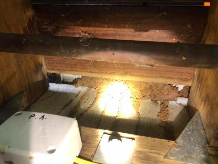 Termite Control near me 768x576