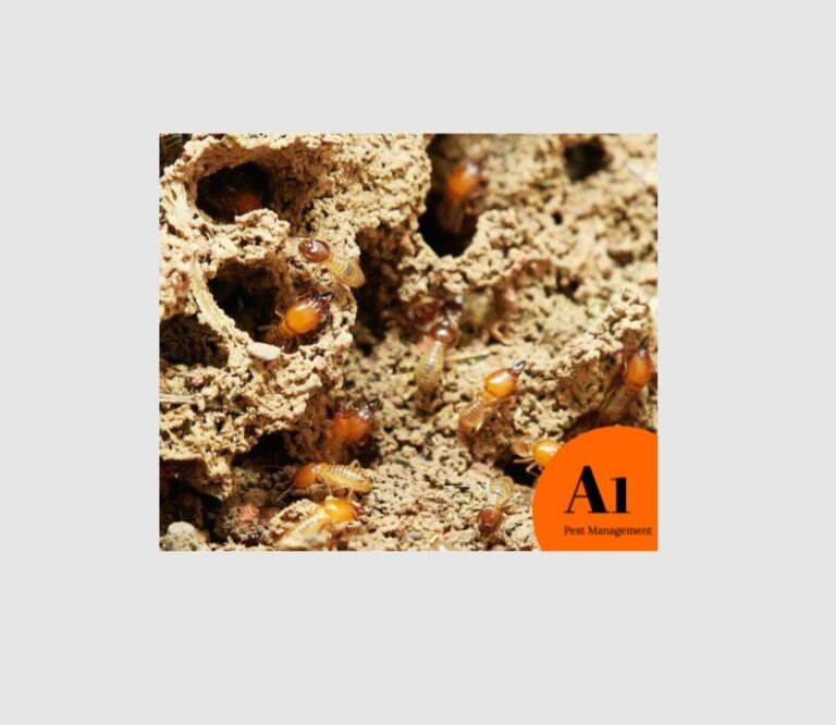 Termites North Brisbane 768x666