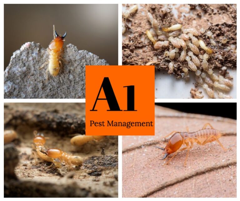 termite treatment North Brisbane 768x644