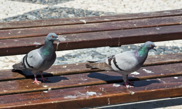 pigeons 2  768x459