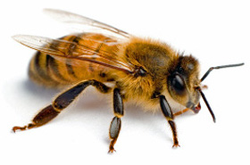 AB Honey Bee
