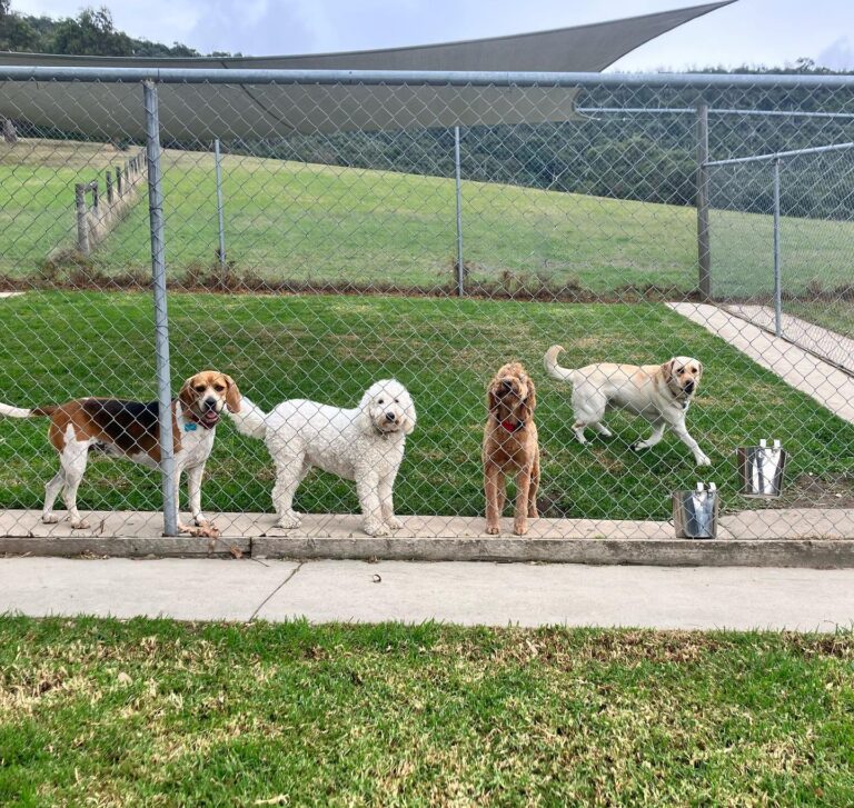 Dog Boarding in Elsternwick 768x727
