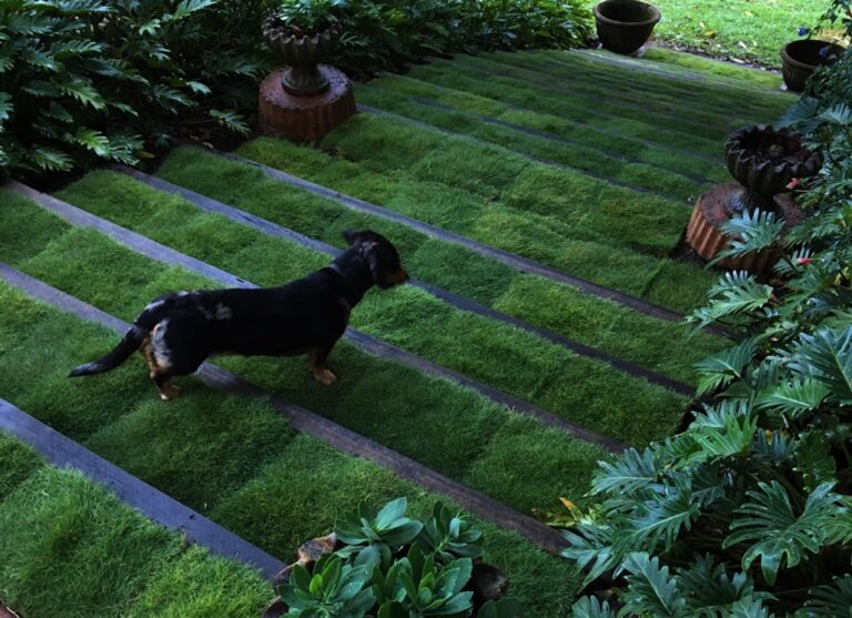 New Zoysia Trays Stairs Dog 768x557