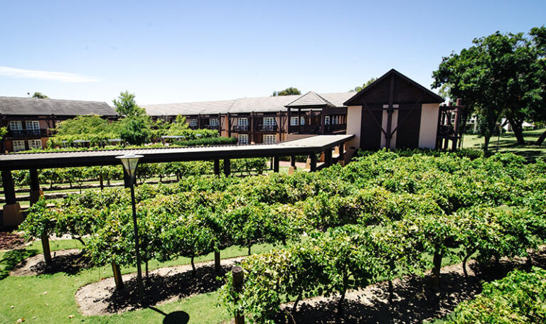 Vines Banner 768x456